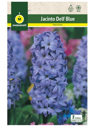 Jacinto Delf Blue