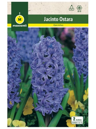 Jacinto Ostara