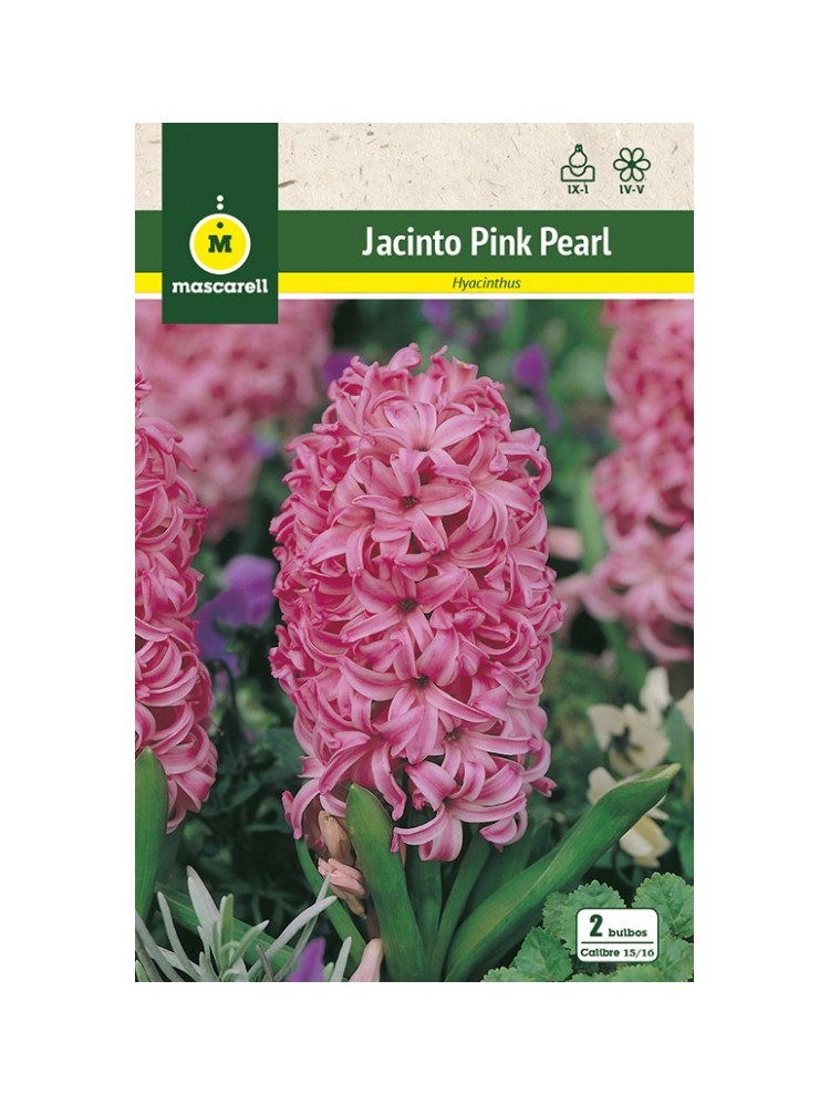 Jacinto Pink Pearl