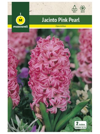 Jacinto Pink Pearl