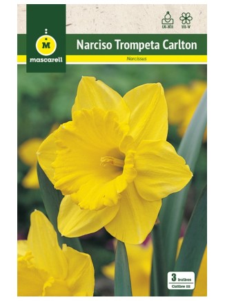 Narciso Carlton