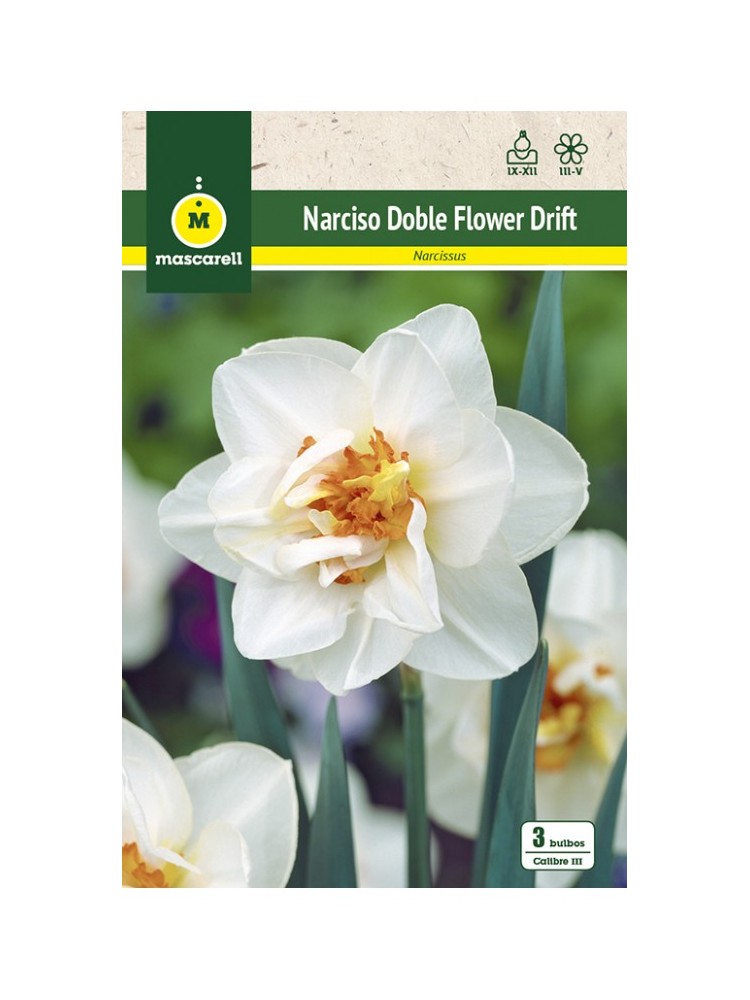 Narciso Flower Drift