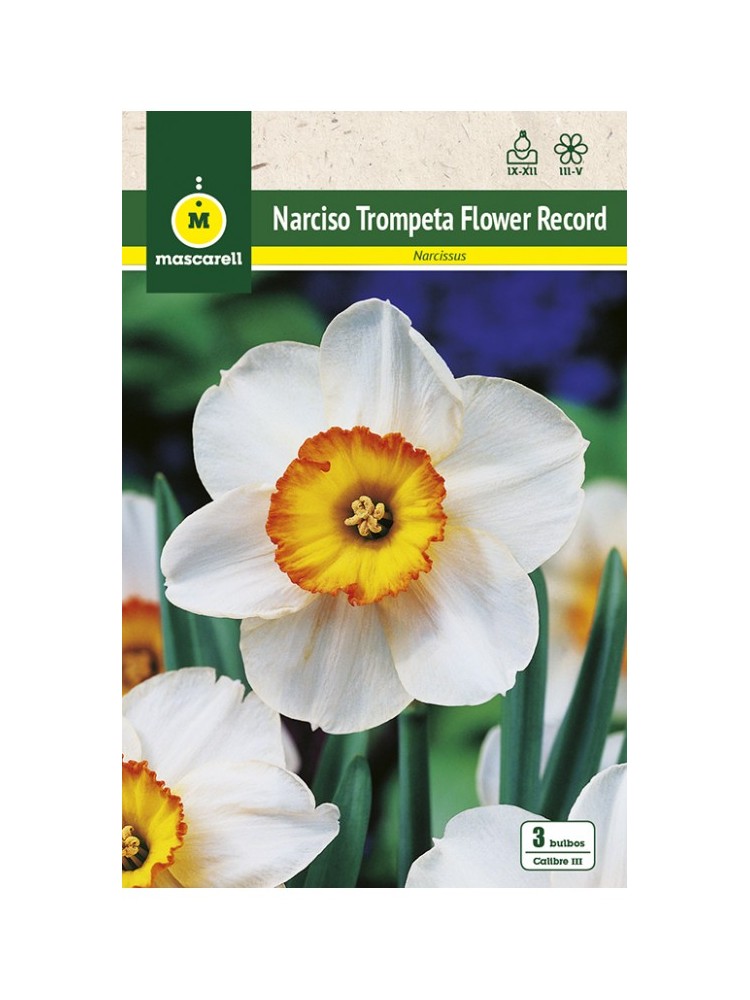 Narciso Flower Record