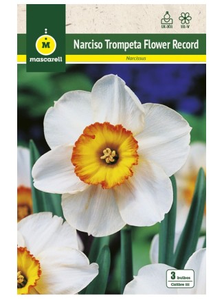 Narciso Flower Record