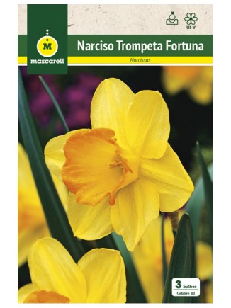 Narciso Fortuna
