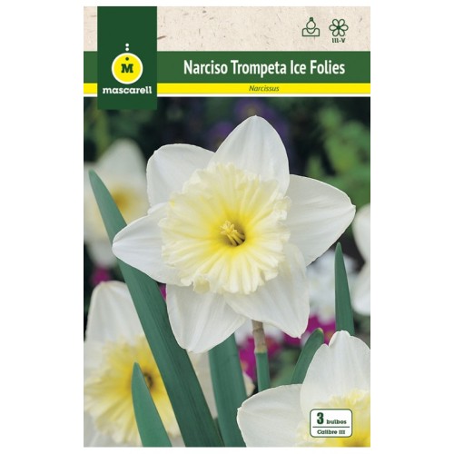 Narciso Ice Folies