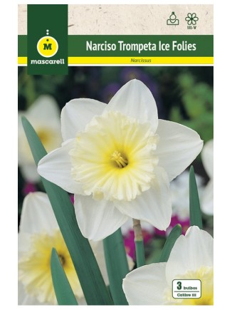 Narciso Ice Folies