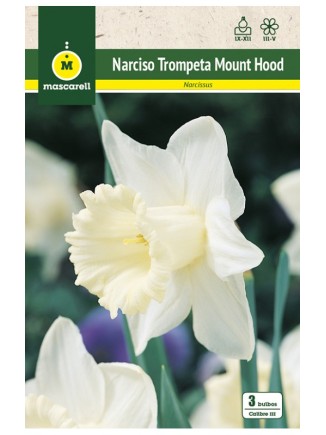 Narciso Mount Hood