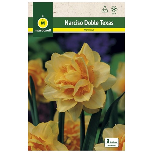 Narciso Texas