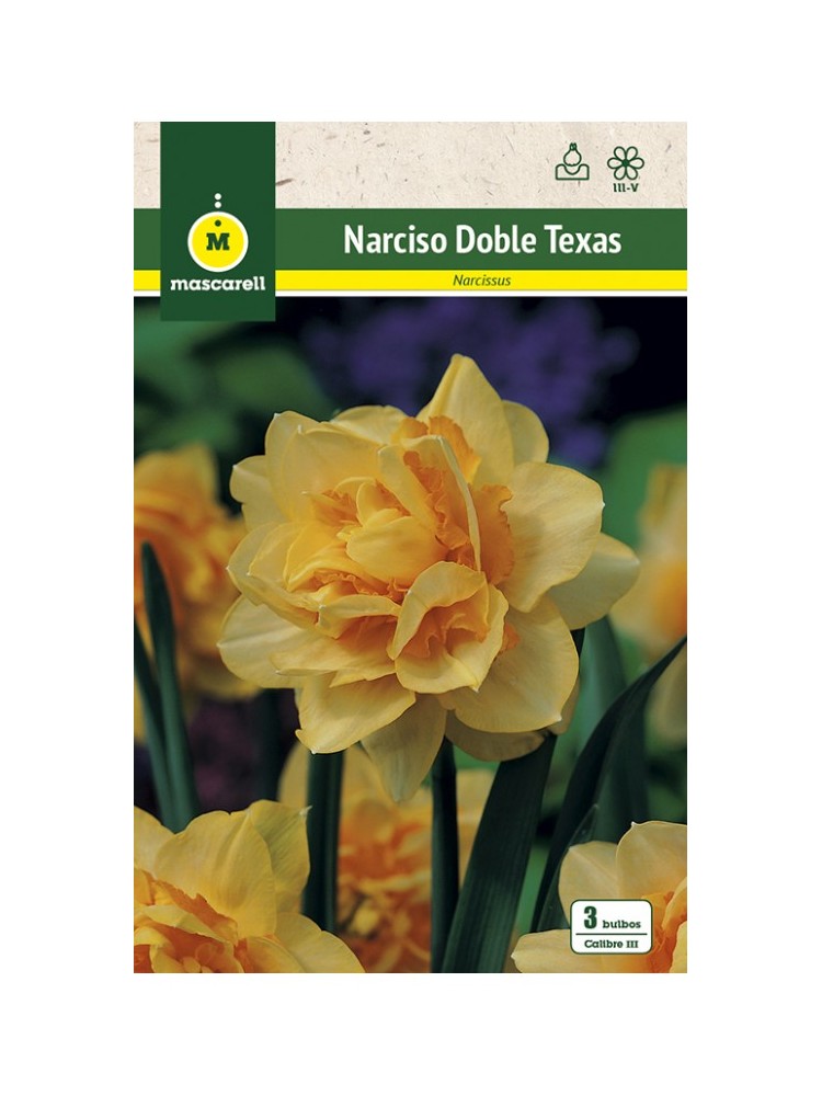 Narciso Texas Narciso Texas
