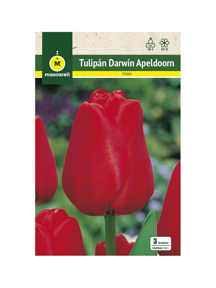 Tulipan Apeldoorn Rojo Tulipan Apeldoorn Rojo