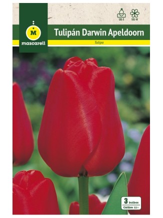 Tulipan Apeldoorn Rojo