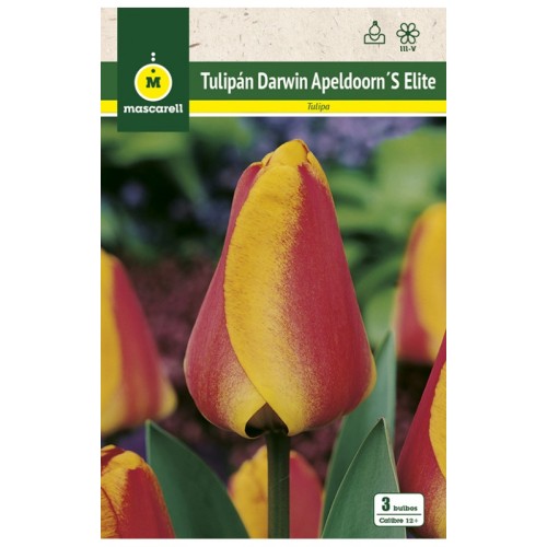 Tulipan Apeldoorn Elite