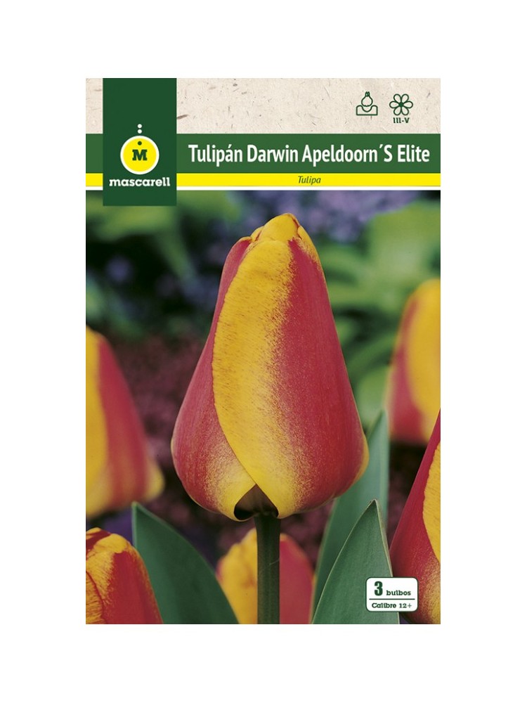 Tulipan Apeldoorn Elite Tulipan Apeldoorn Elite