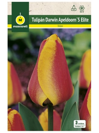 Tulipan Apeldoorn Elite