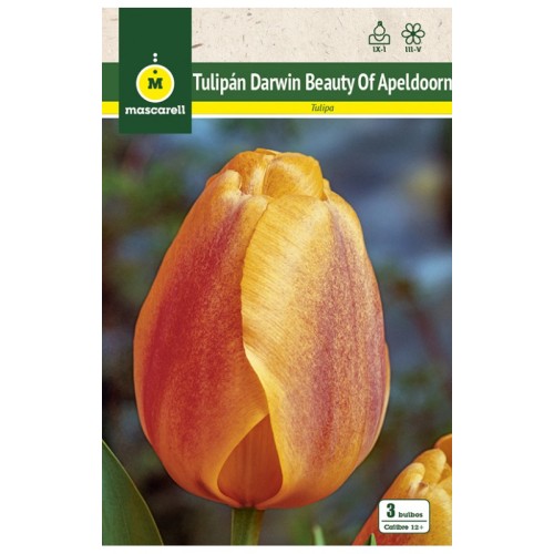 Tulipan Beauty of Apeldoorn