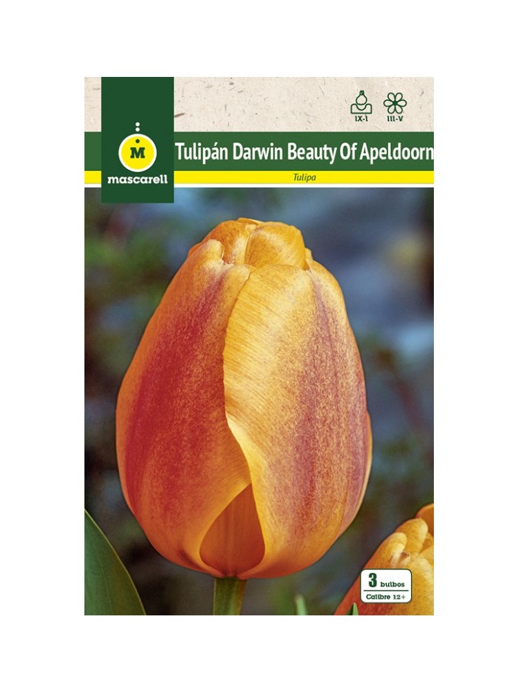 Tulipan Beauty of Apeldoorn Tulipan Beauty of Apeldoorn