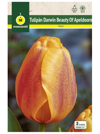 Tulipan Beauty of Apeldoorn