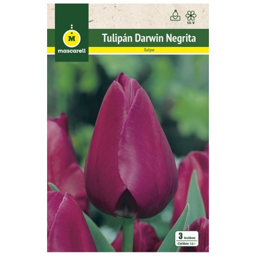 Tulipan Negrita