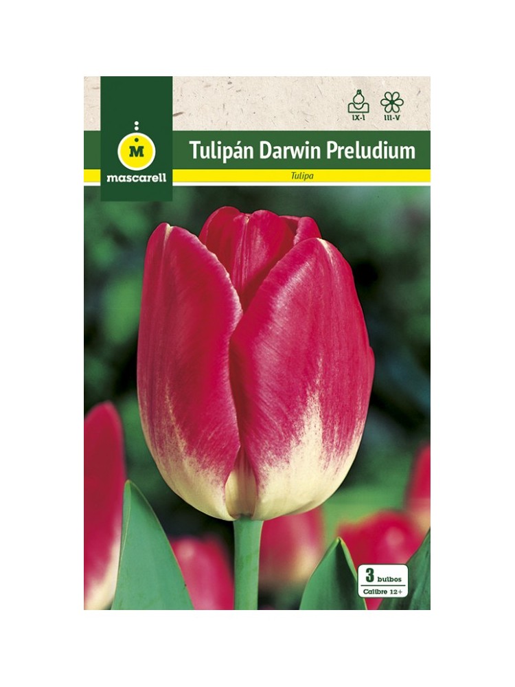 Tulipan Preludium Tulipan Preludium