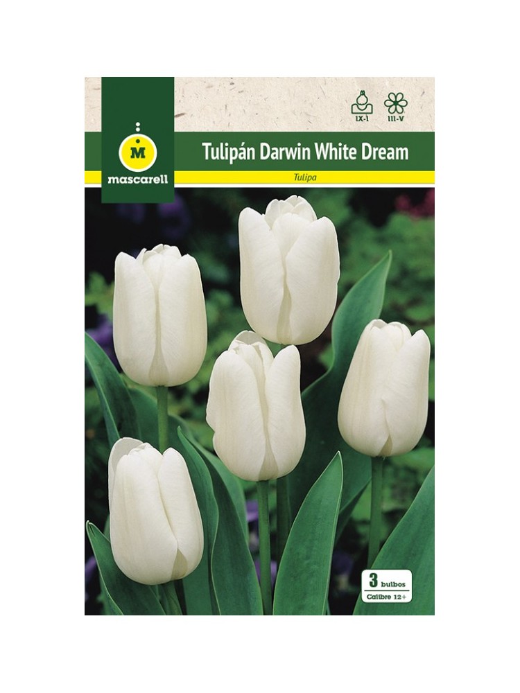 Tulipan white dream Tulipan white dream