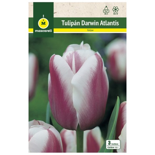 Tulipan Atlantis