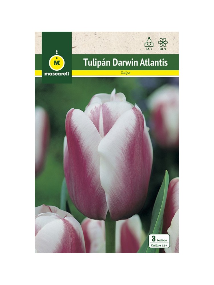 Tulipan Atlantis Tulipan Atlantis