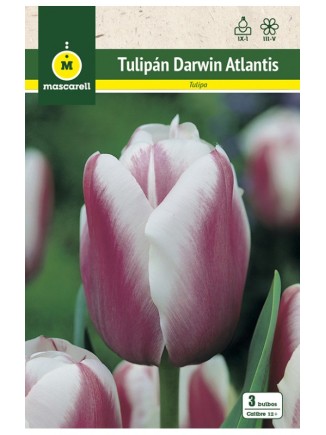 Tulipan Atlantis
