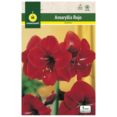 Amaryllis Rojo
