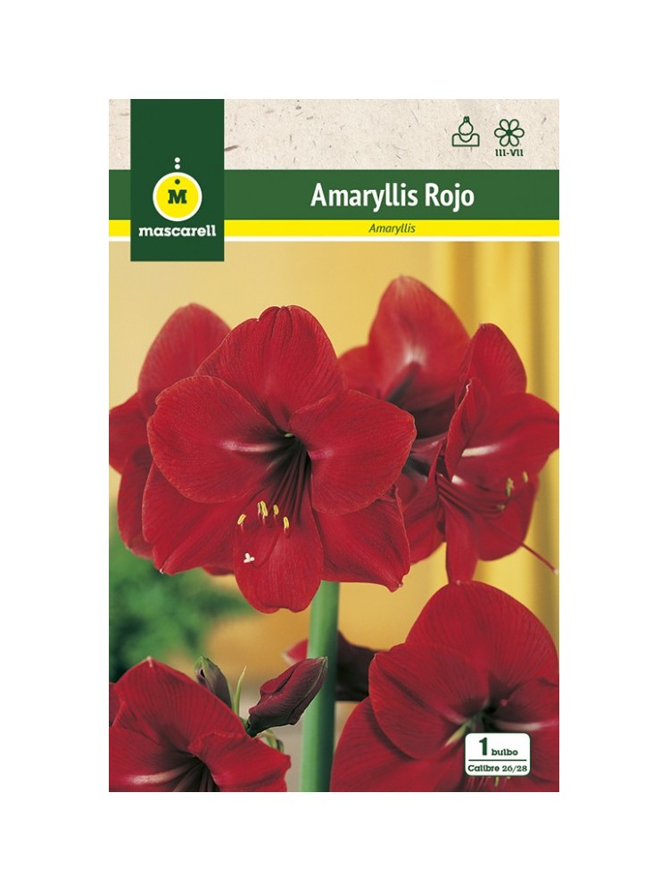 Amaryllis Rojo Amaryllis Rojo