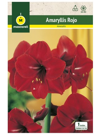Amaryllis Rojo