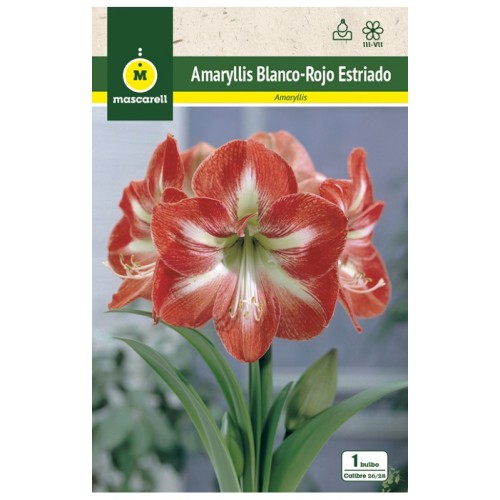 Amaryllis Estriado