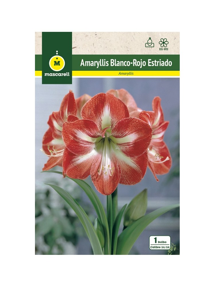 Amaryllis Estriado Amaryllis Estriado