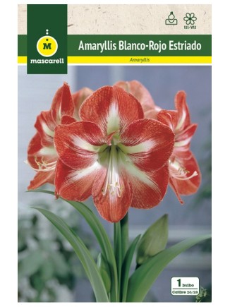 Amaryllis Estriado
