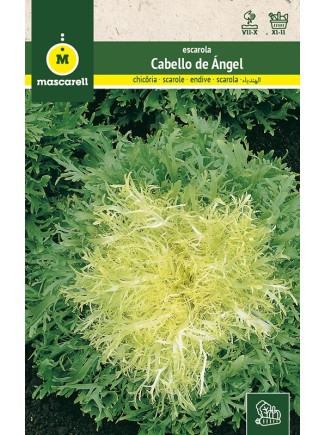Semilla de Escarola Cabello de Angel 8g