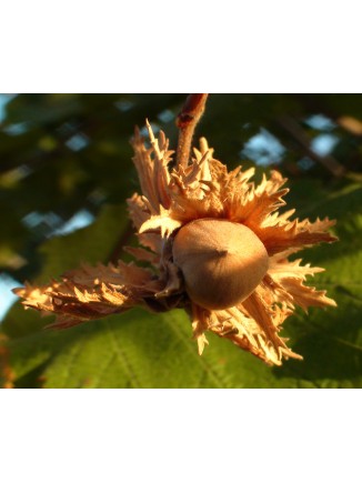 Planta frutal avellano - Animales y Huerto