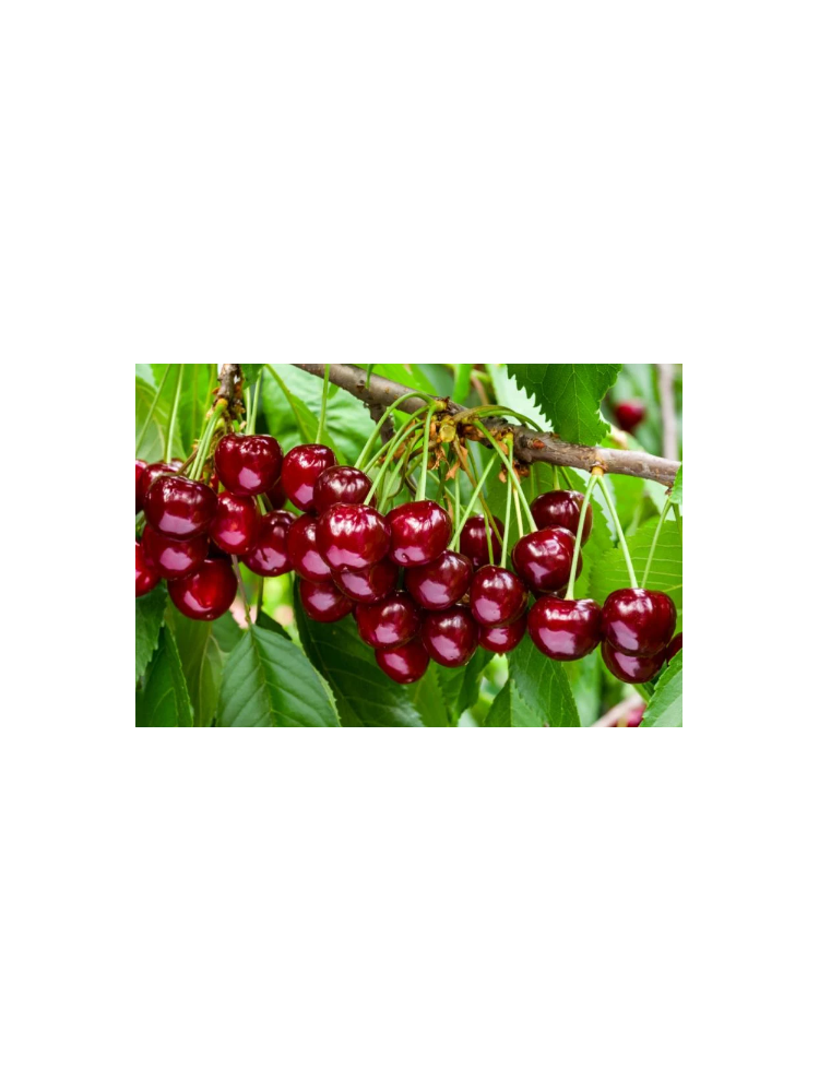 Comprar planta frutal Cerezo Picota - Animales y Huerto