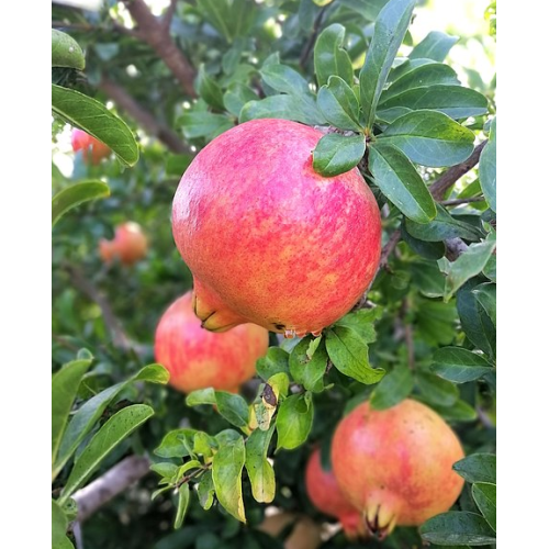 Árbol frutal Granado Mollar - Animales y Huerto