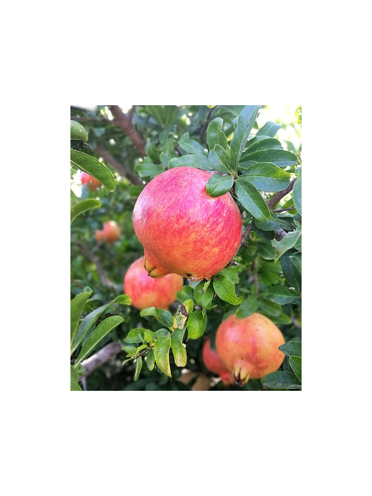 Árbol frutal Granado Mollar - Animales y Huerto