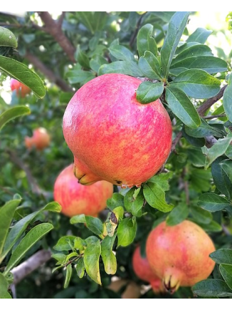 Árbol frutal Granado Mollar - Animales y Huerto