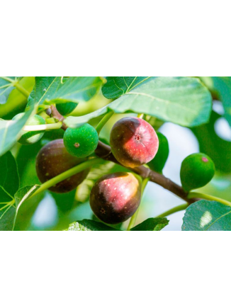 Higuera para plantación - Animales y Huerto