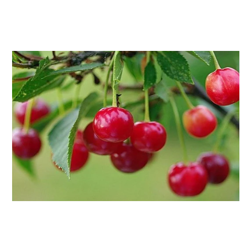 Planta frutal Cerezo corazón - Animales y Huerto