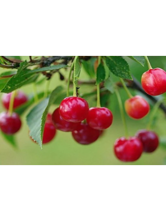 Planta frutal Cerezo corazón - Animales y Huerto