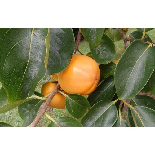 Planta frutal Caqui - Animales y Huerto