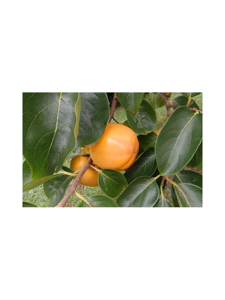 Planta frutal Caqui - Animales y Huerto Planta frutal Caqui - Animales y Huerto