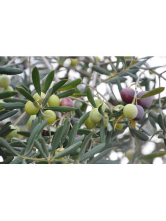 Olivo Empeltre