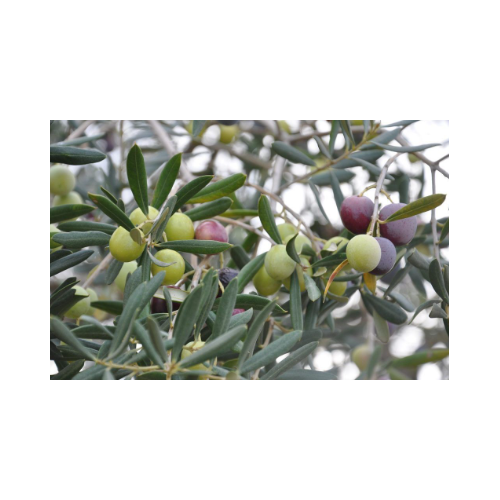 Venta de planta Olivo Picual - Animales y Huerto