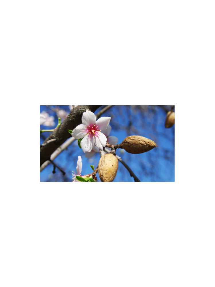 Almendro Soleta Almendro Soleta