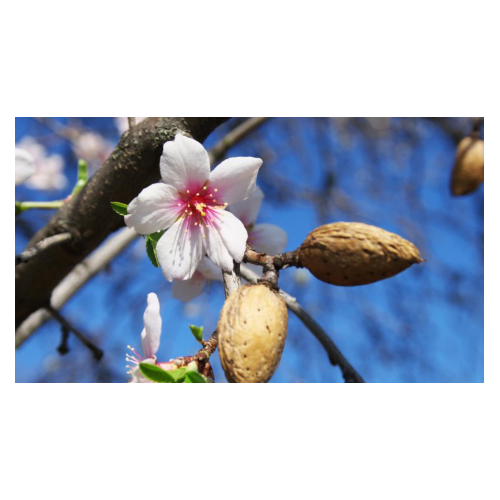 Almendro Belona