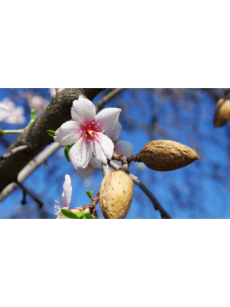 Almendro Belona